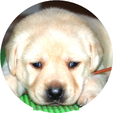 女の子(ブラウン母犬ルイザ)
